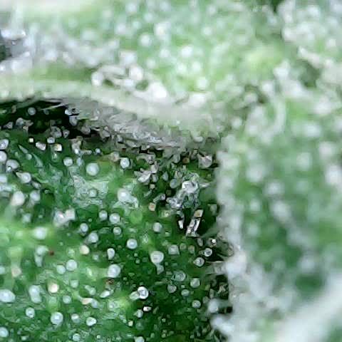 Gelato #420 growlog timeline photo