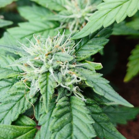 Gelato #420 growlog timeline photo