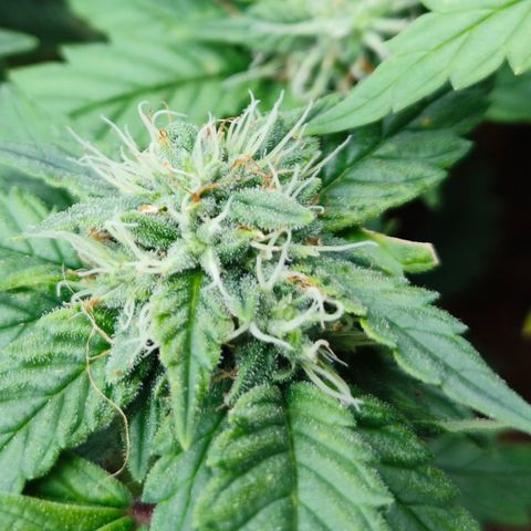 Gelato #420 growlog timeline photo