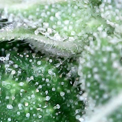 Gelato #420 growlog timeline photo