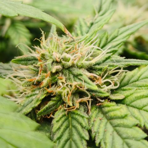 Gelato #420 growlog timeline photo