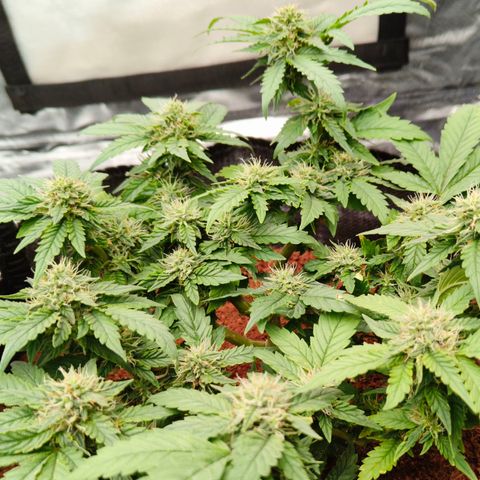 Gelato #420 growlog timeline photo