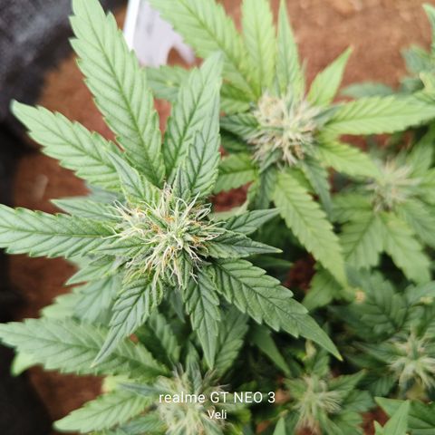 Gelato #420 growlog timeline photo