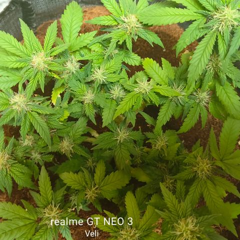 Gelato #420 growlog timeline photo