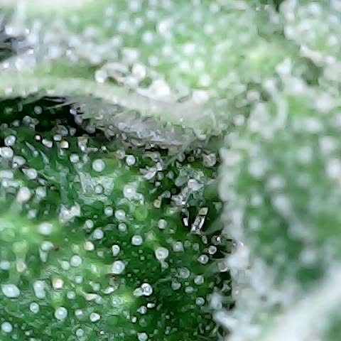 Gelato #420 growlog timeline photo