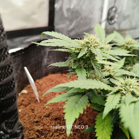 Gelato #420 growlog timeline photo