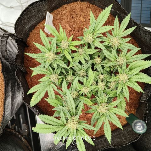 Gelato #420 growlog timeline photo