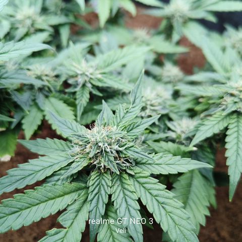 Gelato #420 growlog timeline photo