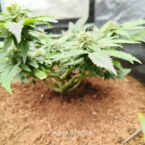 Gelato #420 growlog timeline photo