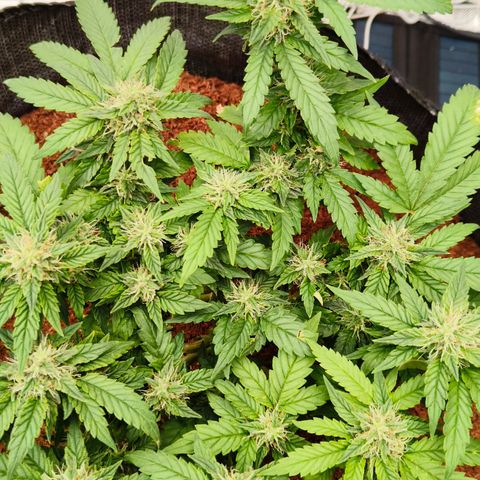 Gelato #420 growlog timeline photo