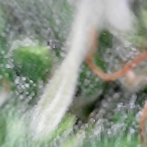 Gelato #420 growlog timeline photo