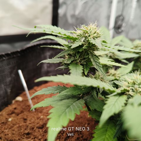 Gelato #420 growlog timeline photo
