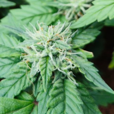 Gelato #420 growlog timeline photo
