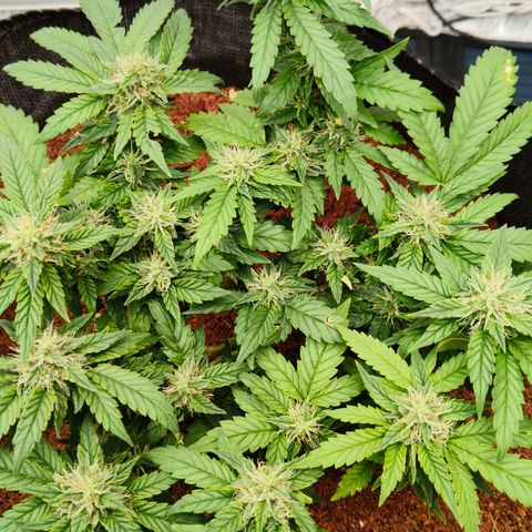 Gelato #420 growlog timeline photo