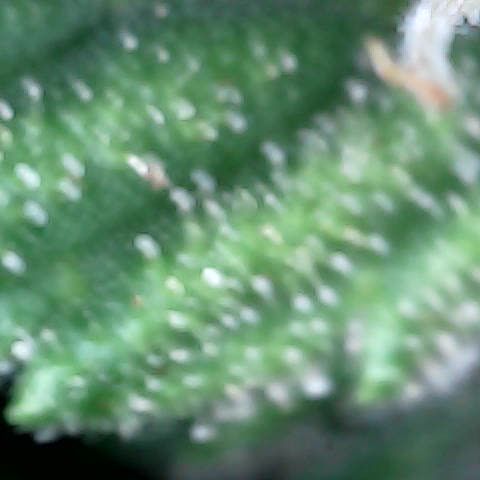 Gelato #420 growlog timeline photo