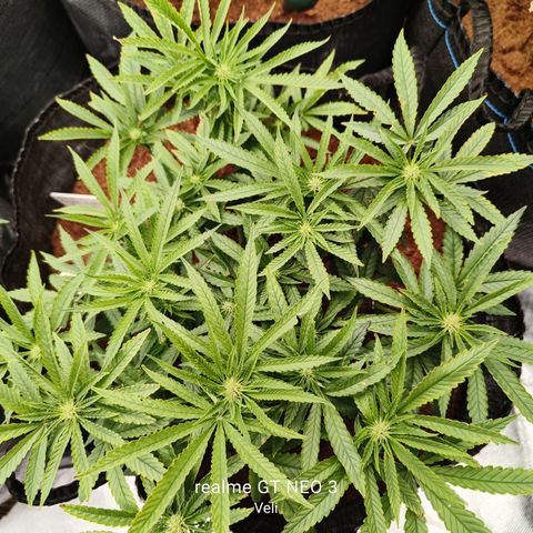 runz x layer cake growlog timeline photo