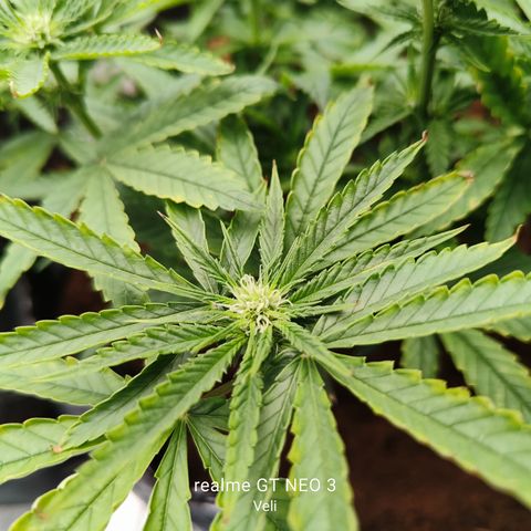 runz x layer cake growlog timeline photo