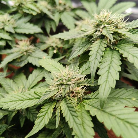 Gelato #420 growlog timeline photo