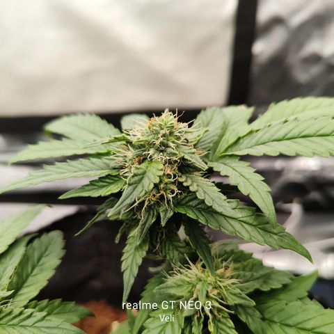 Gelato #420 growlog timeline photo