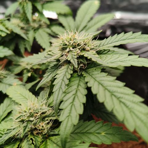 Gelato #420 growlog timeline photo