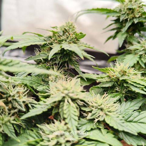 Gelato #420 growlog timeline photo