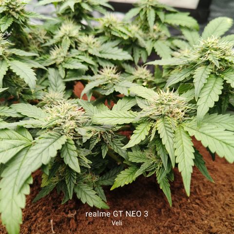 Gelato #420 growlog timeline photo