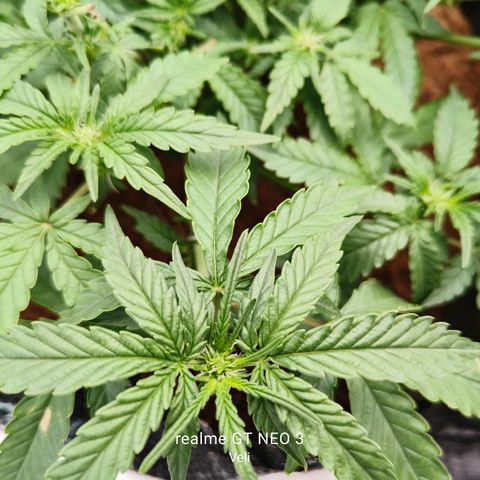 Tangerine Sorbet growlog timeline photo