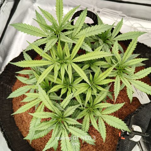 Atomical Haze growlog timeline photo