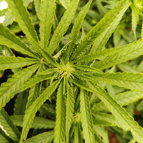 runz x layer cake growlog timeline photo