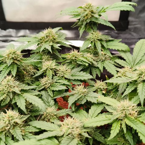 Gelato #420 growlog timeline photo