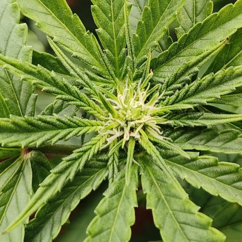 runz x layer cake growlog timeline photo