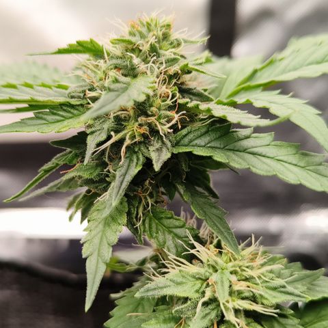Gelato #420 growlog timeline photo