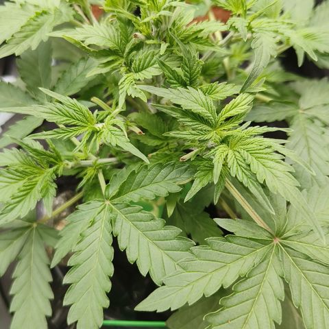 Lucky growlog timeline photo