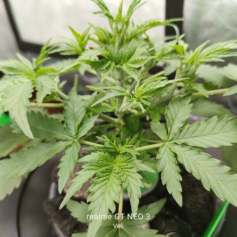 Lucky growlog timeline photo