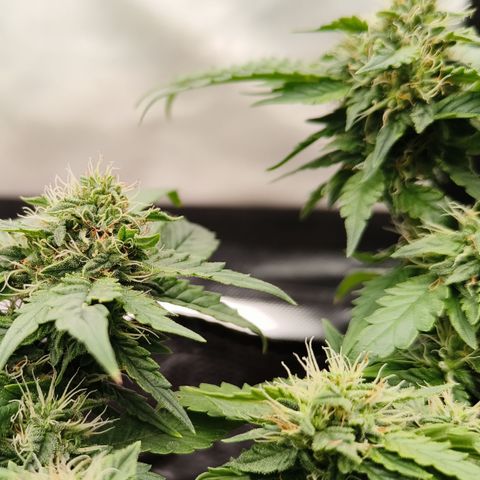 Gelato #420 growlog timeline photo