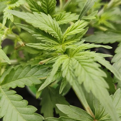 Lucky growlog timeline photo