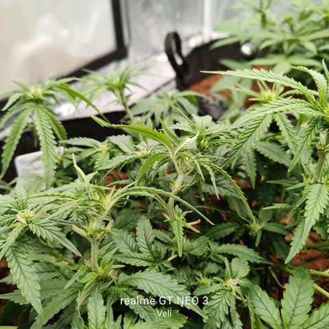 Tangerine Sorbet growlog timeline photo