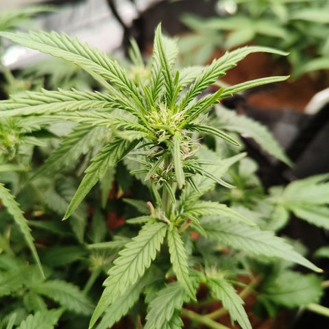 Tangerine Sorbet growlog timeline photo