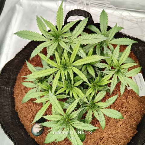 Atomical Haze growlog timeline photo