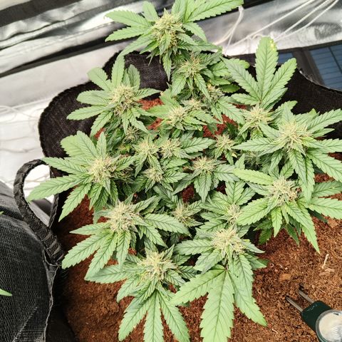 Gelato #420 growlog timeline photo