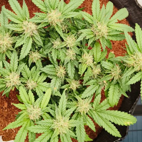 Gelato #420 growlog timeline photo