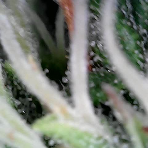 Gelato #420 growlog timeline photo