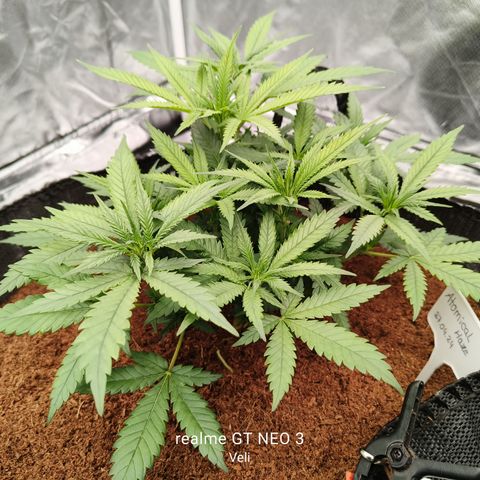 Atomical Haze growlog timeline photo