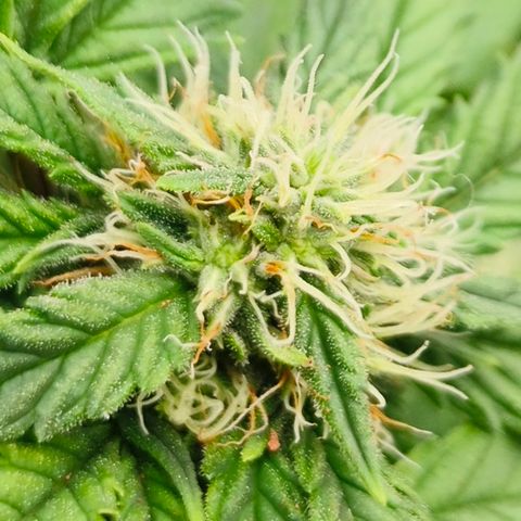 Gelato #420 growlog timeline photo