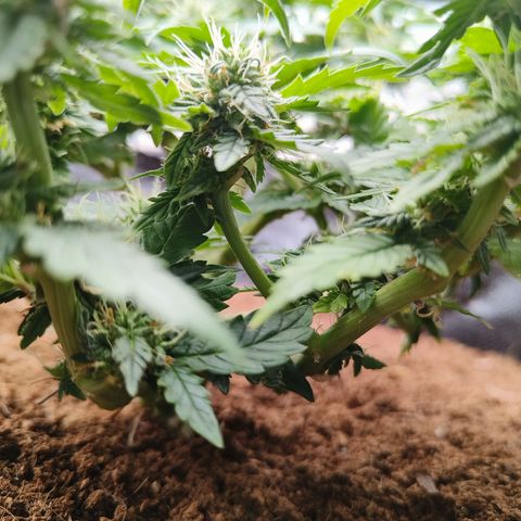 Gelato #420 growlog timeline photo