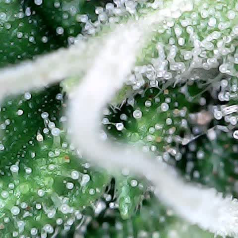 Gelato #420 growlog timeline photo