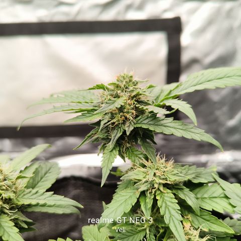 Gelato #420 growlog timeline photo