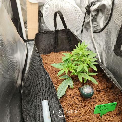 Big Bud Automatic growlog timeline photo