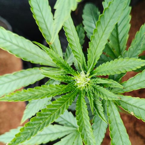 runz x layer cake growlog timeline photo