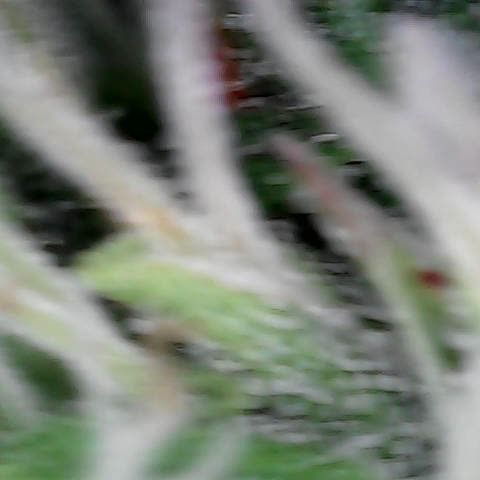 Gelato #420 growlog timeline photo